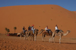 dromadaire erg Chebbi